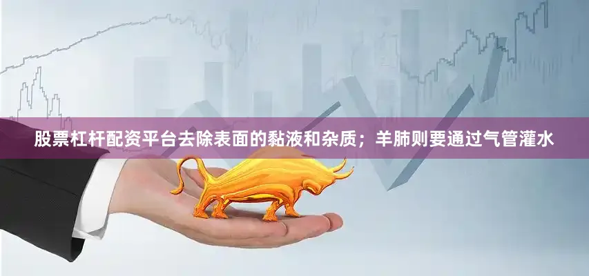 股票杠杆配资平台去除表面的黏液和杂质；羊肺则要通过气管灌水